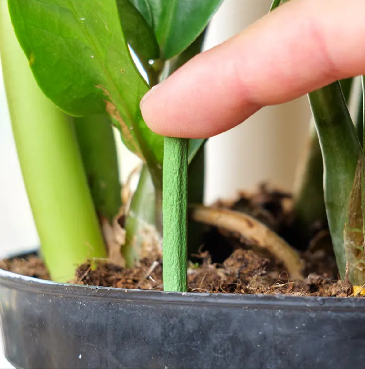 Plant fertilizer sticks